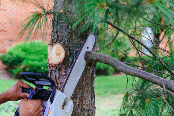 Best Stump Grinding Near Me  in Roebuck, SC